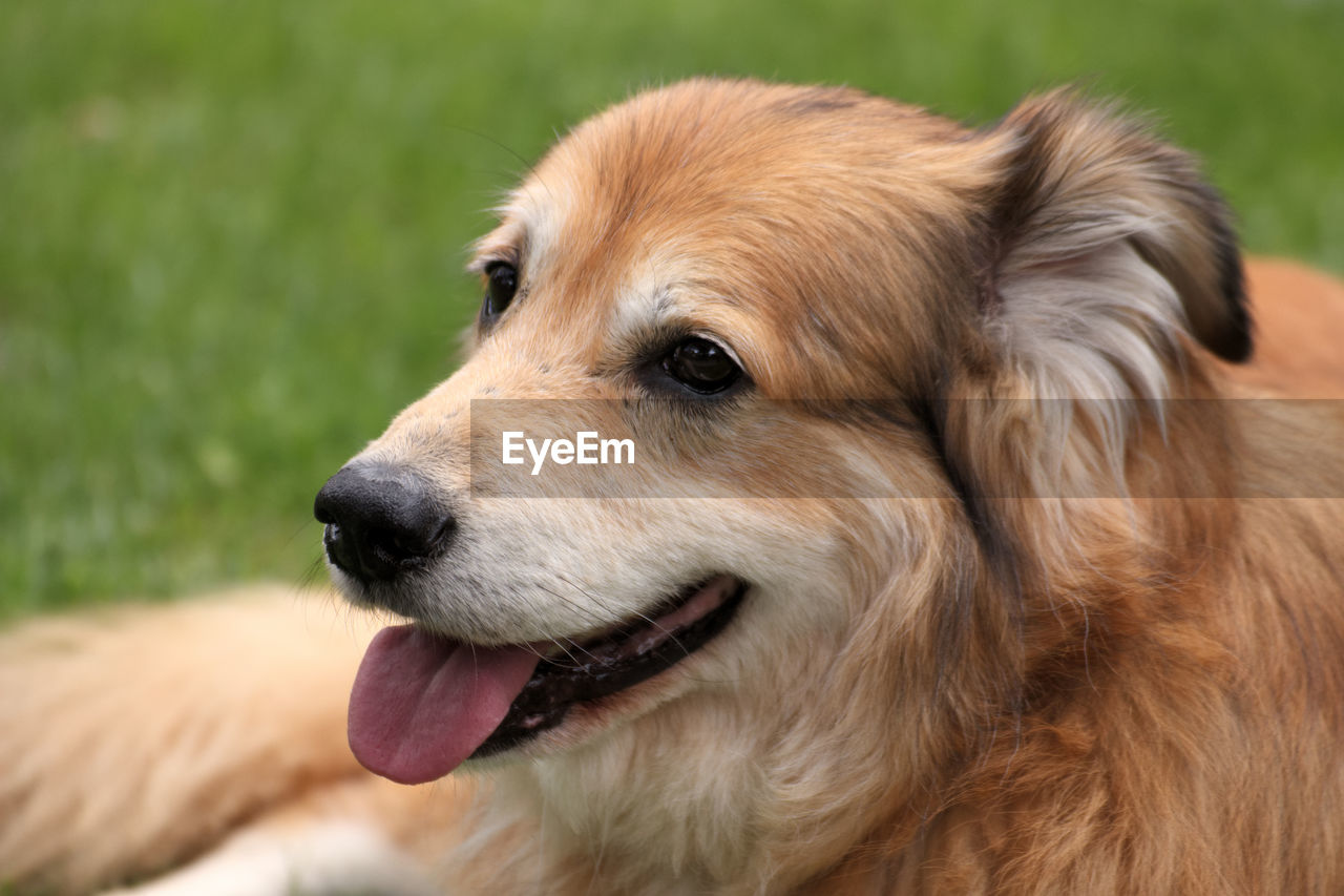CLOSE-UP OF DOG LOOKING AWAY