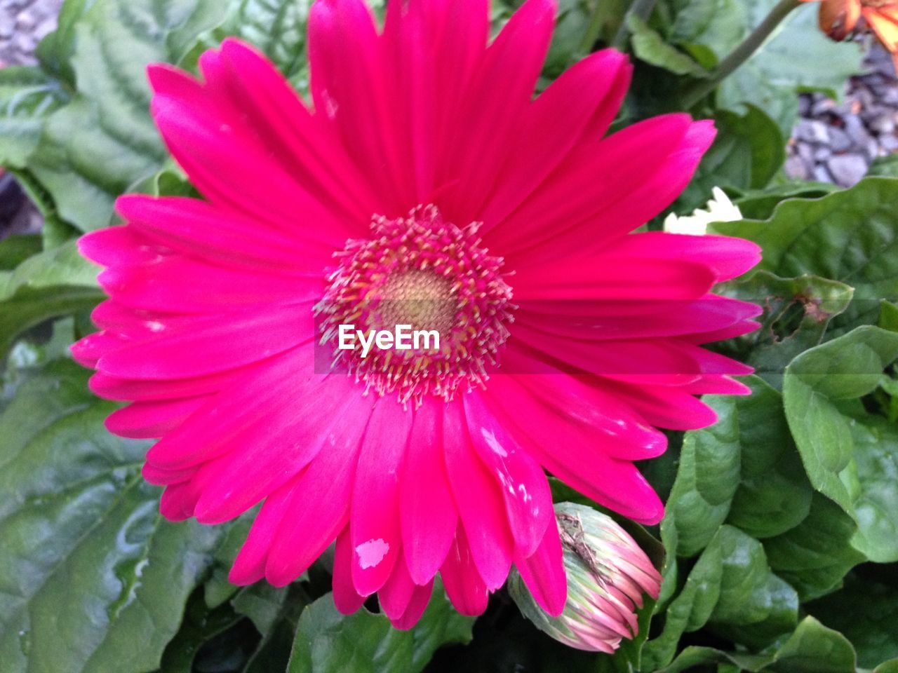 CLOSE-UP OF PINK FLOWER