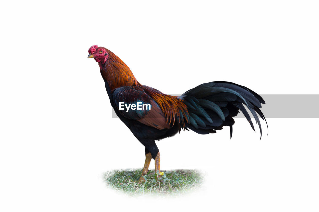 Digital composite image of chicken standing on field against white background