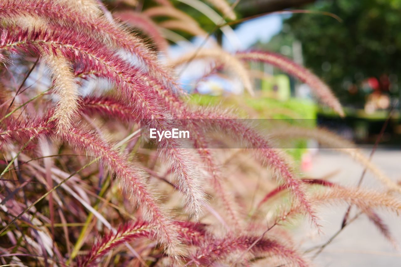 CLOSE-UP OF CACTUS PLANT