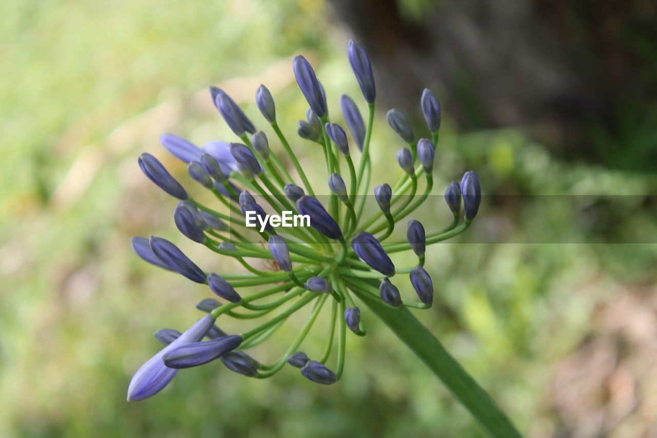 Close-up of purple flower