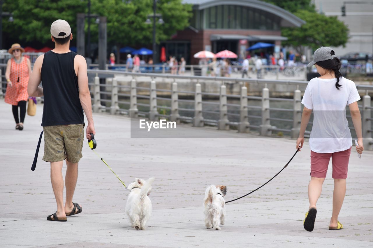 Rear view of people walking with dogs on footpath