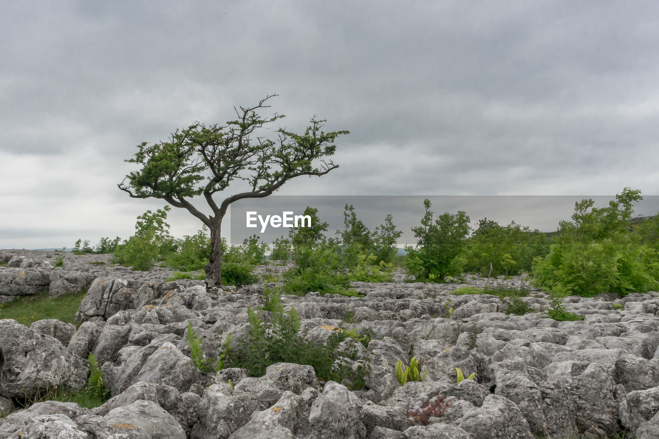 Boulder rocks and trees on field against cloudy sky