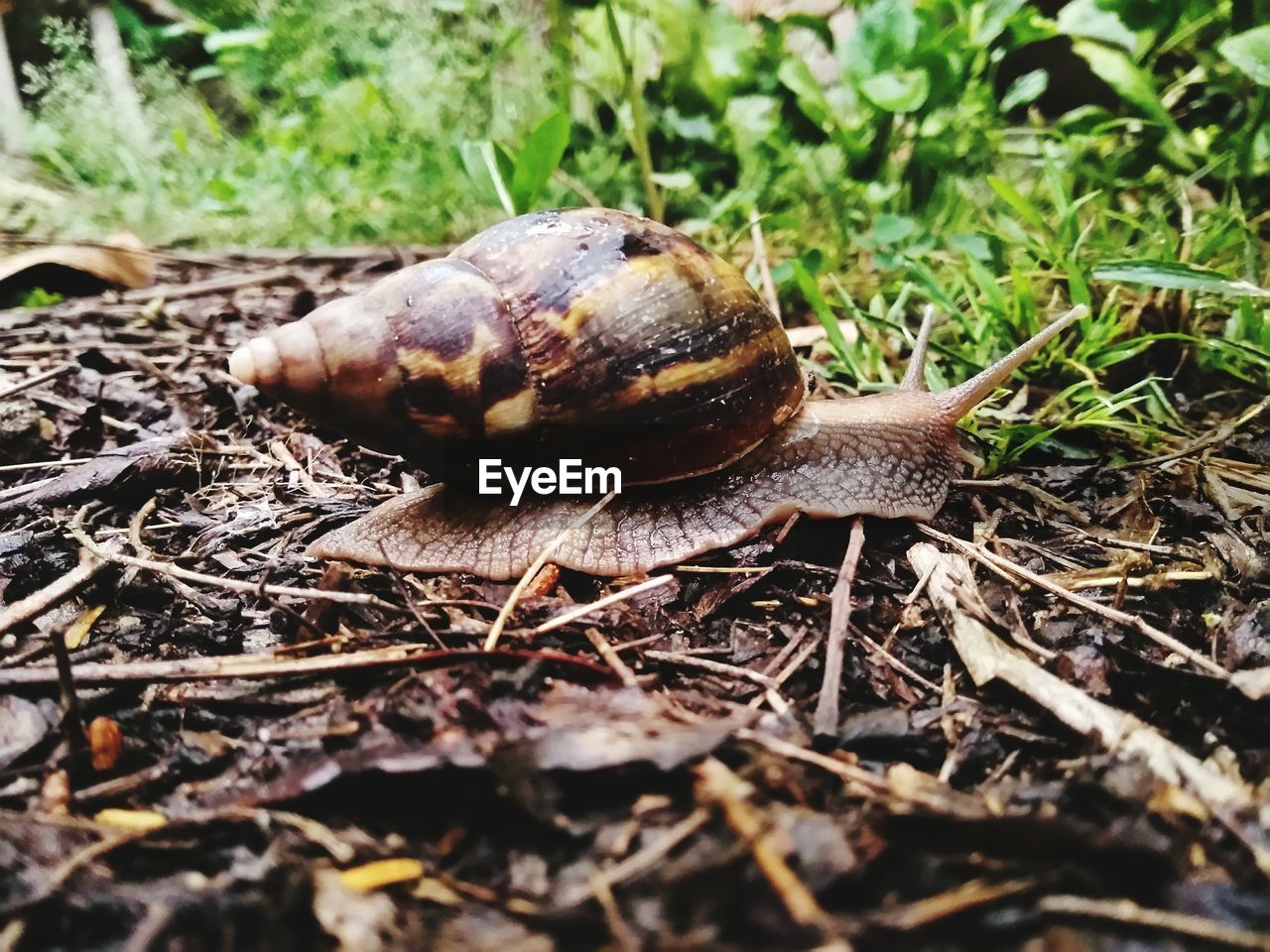 CLOSE-UP OF SNAIL