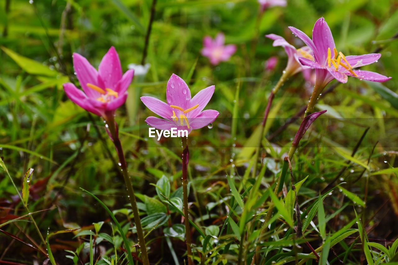 plant, flower, flowering plant, beauty in nature, freshness, pink, nature, close-up, growth, petal, fragility, wildflower, purple, leaf, flower head, plant part, inflorescence, no people, focus on foreground, water, macro photography, outdoors, grass, green, day, botany, springtime, meadow, magenta, land, blossom
