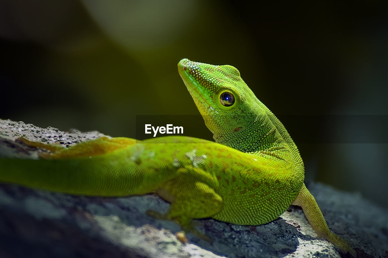 A small green lizard with brown spots on its body on a dark background, runs away looking back.