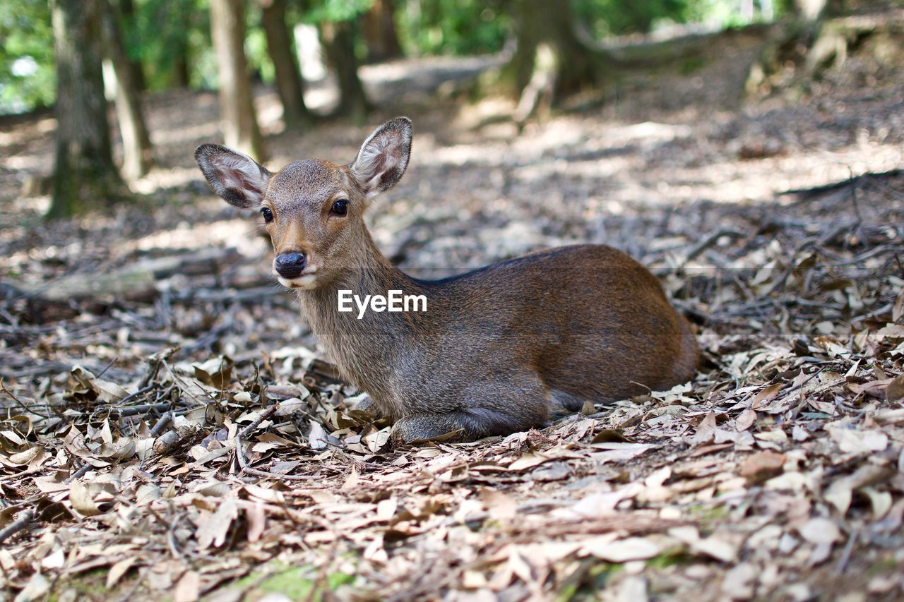 PORTRAIT OF DEER ON FIELD