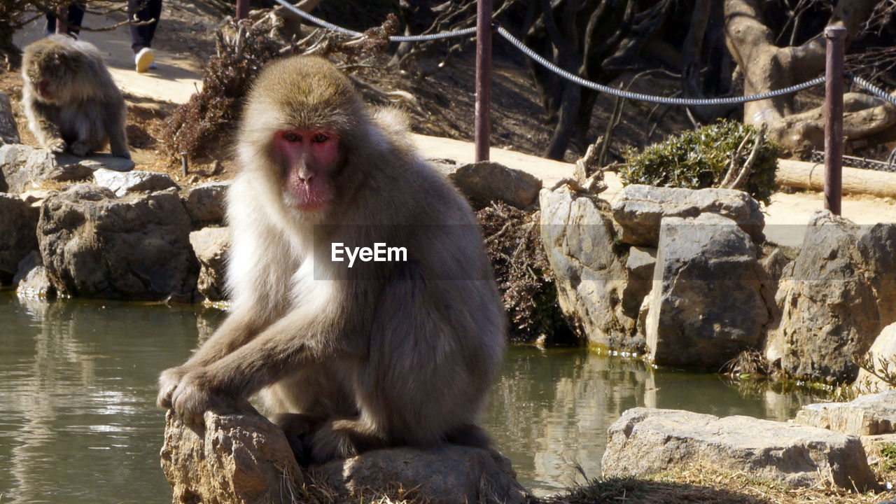 Monkey sitting on rock by water