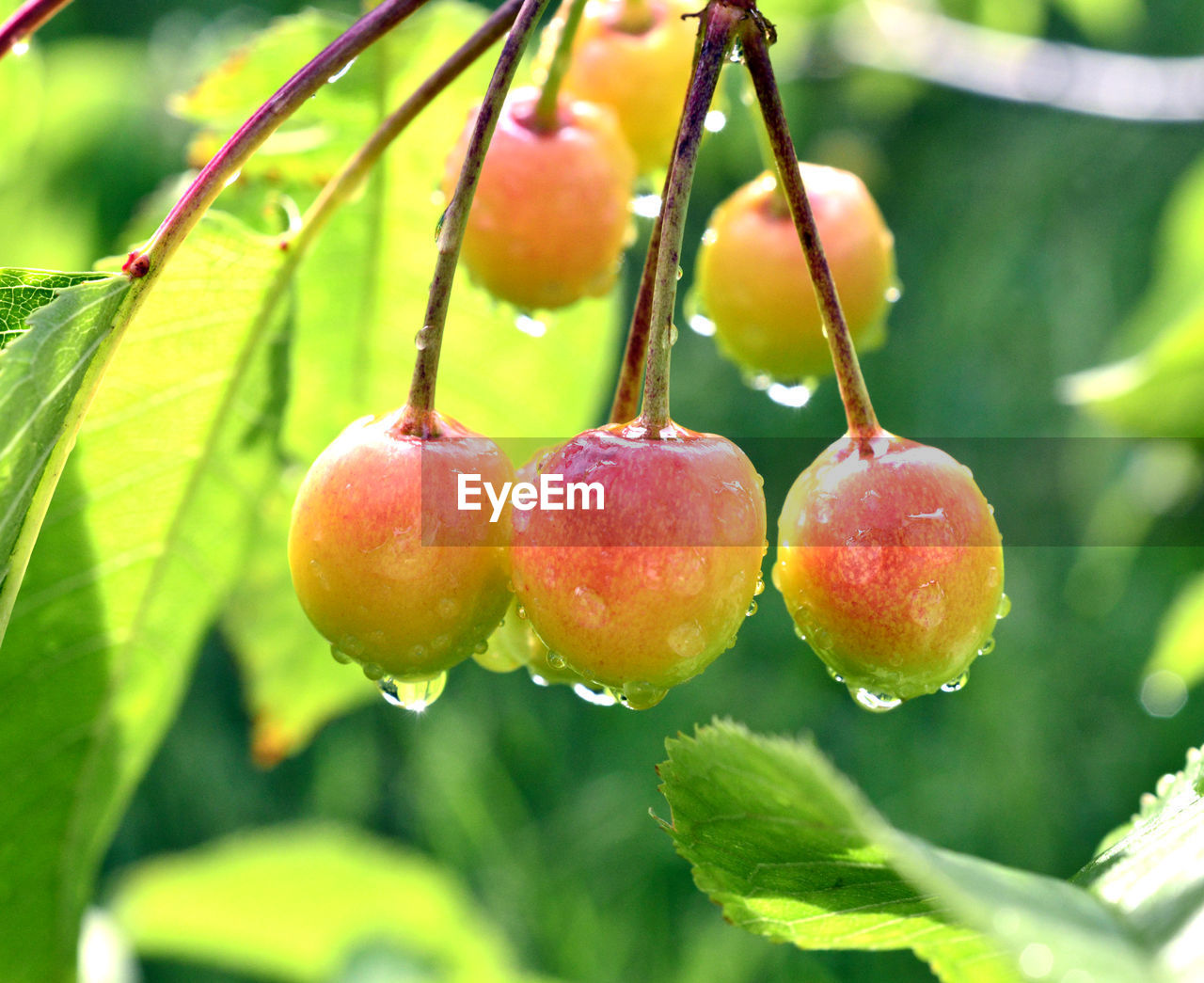 CLOSE-UP OF WET CHERRIES