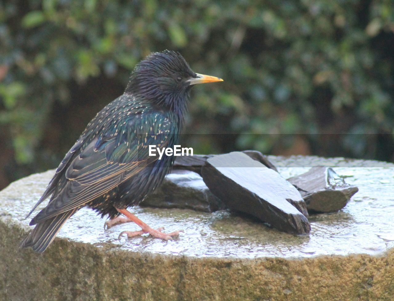 Close-up of bird perching on rock