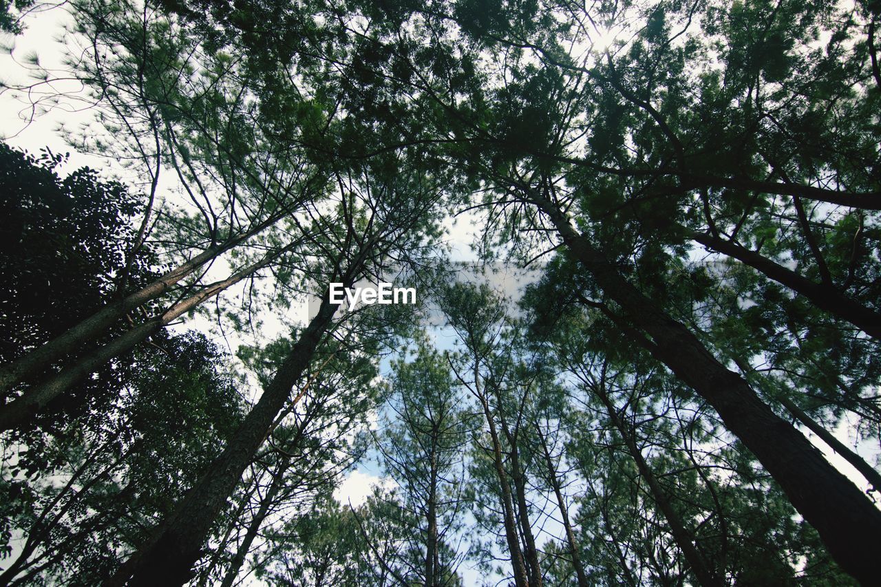 LOW ANGLE VIEW OF TREES AT FOREST