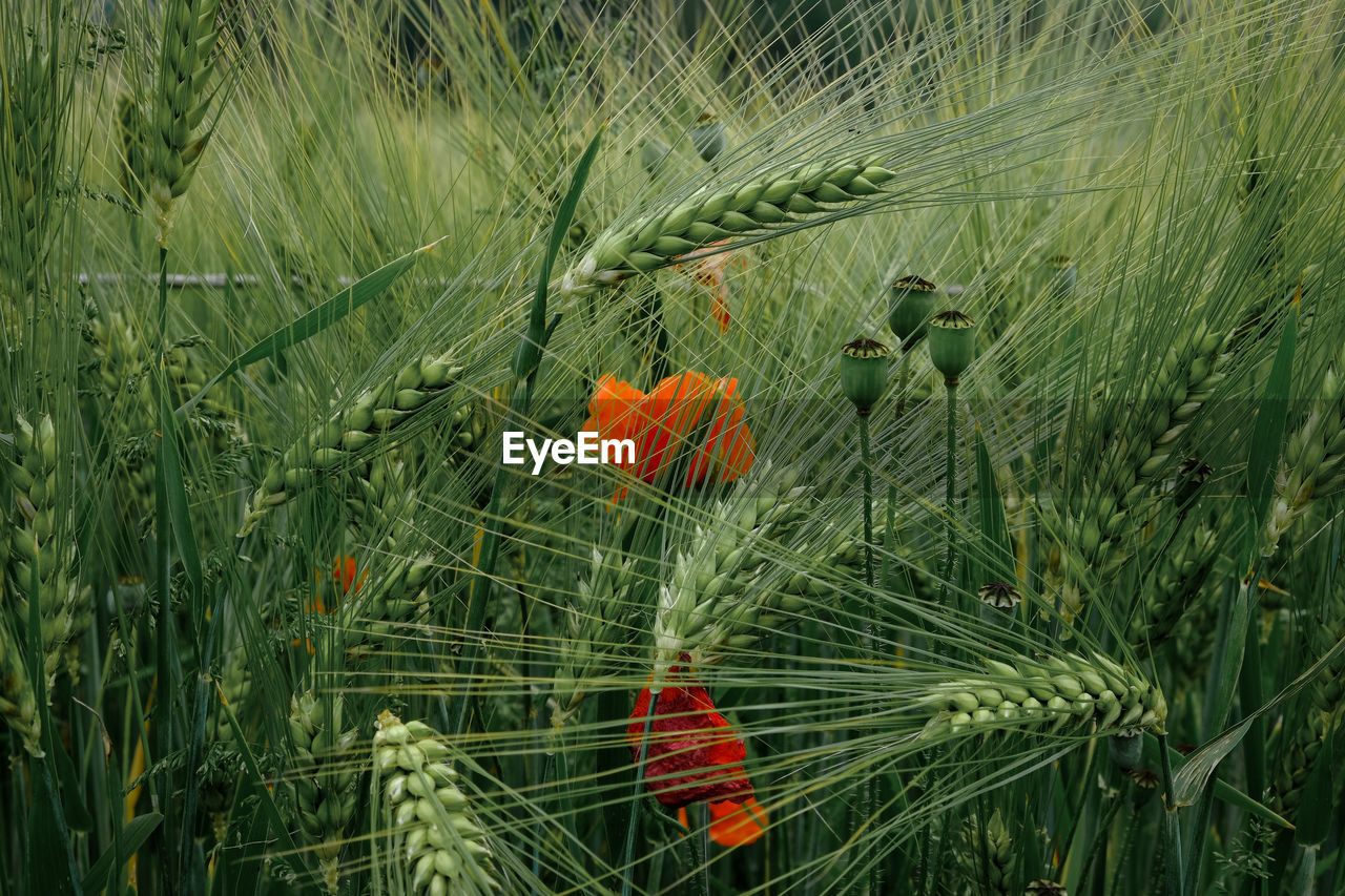 Close-up of flowering plants on field