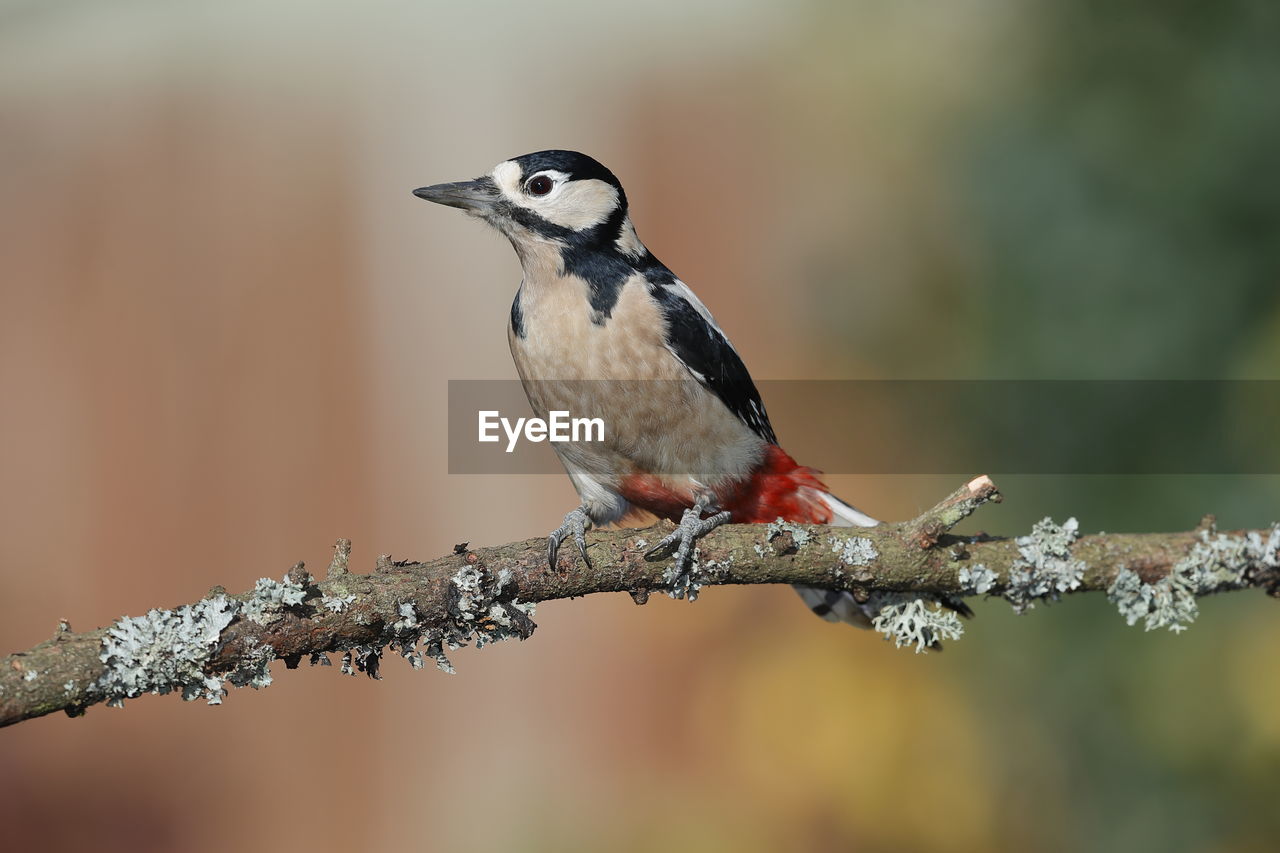 A great spotted woodpecker up close