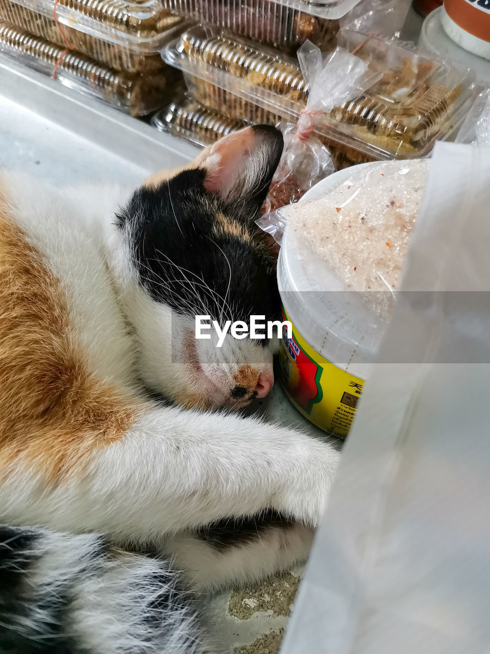 HIGH ANGLE VIEW OF A CAT ON A CAKE