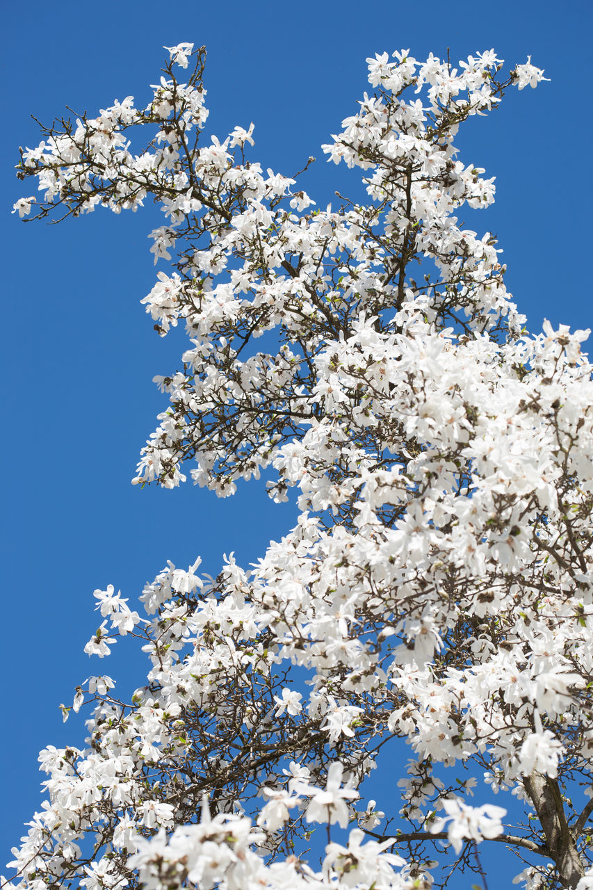 LOW ANGLE VIEW OF CHERRY BLOSSOM TREE