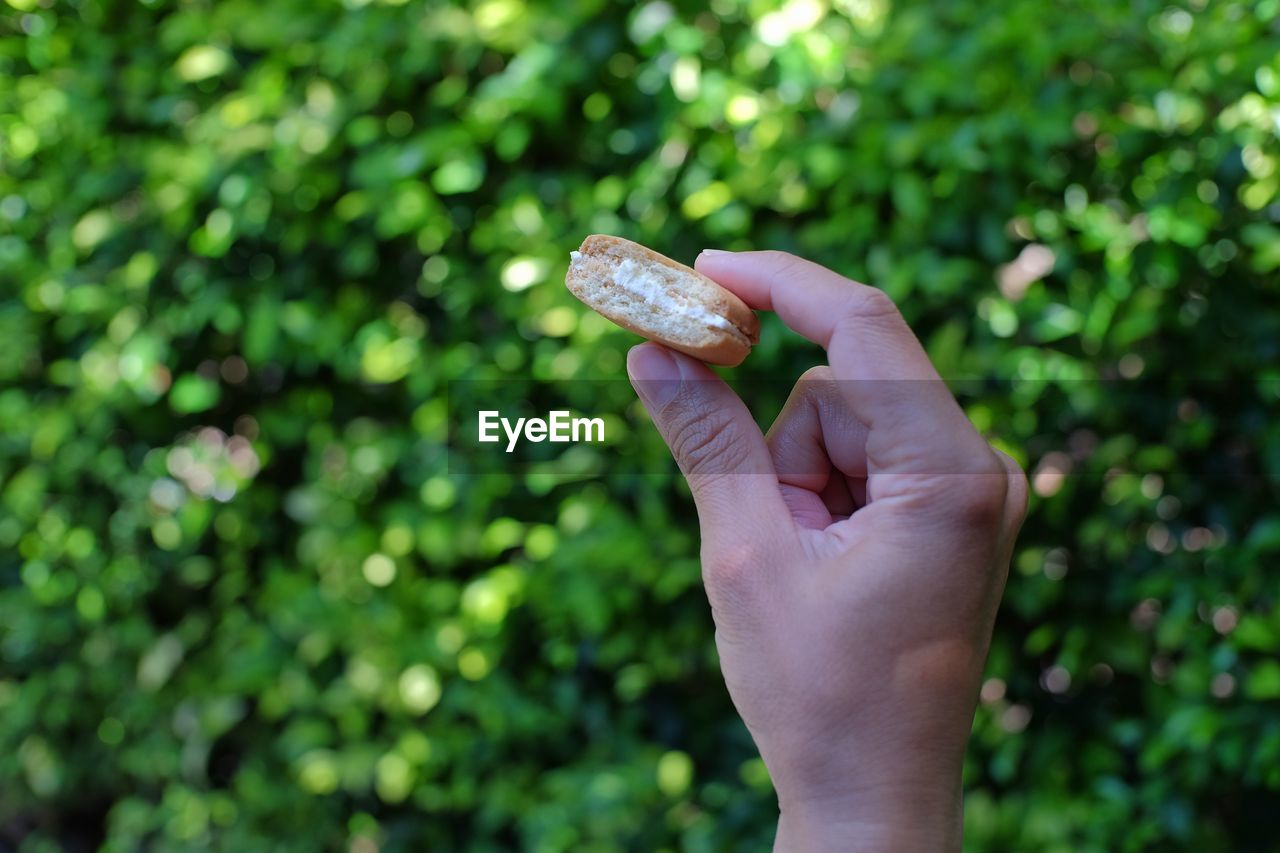 A biscuit with a layer of cream in the middle in someone's hand.