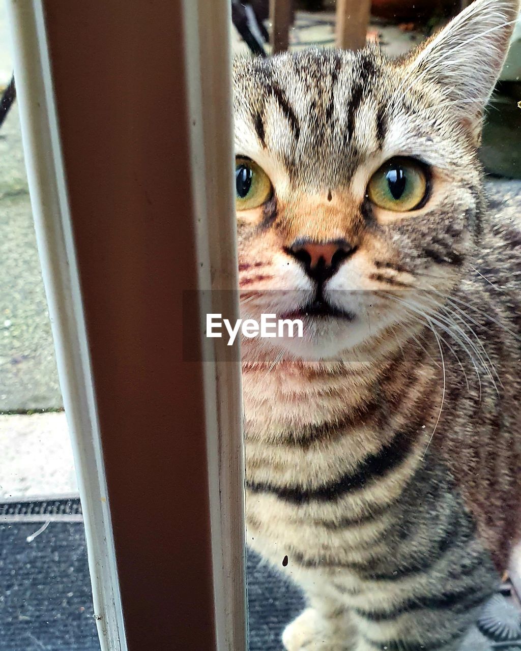 CLOSE-UP PORTRAIT OF CAT