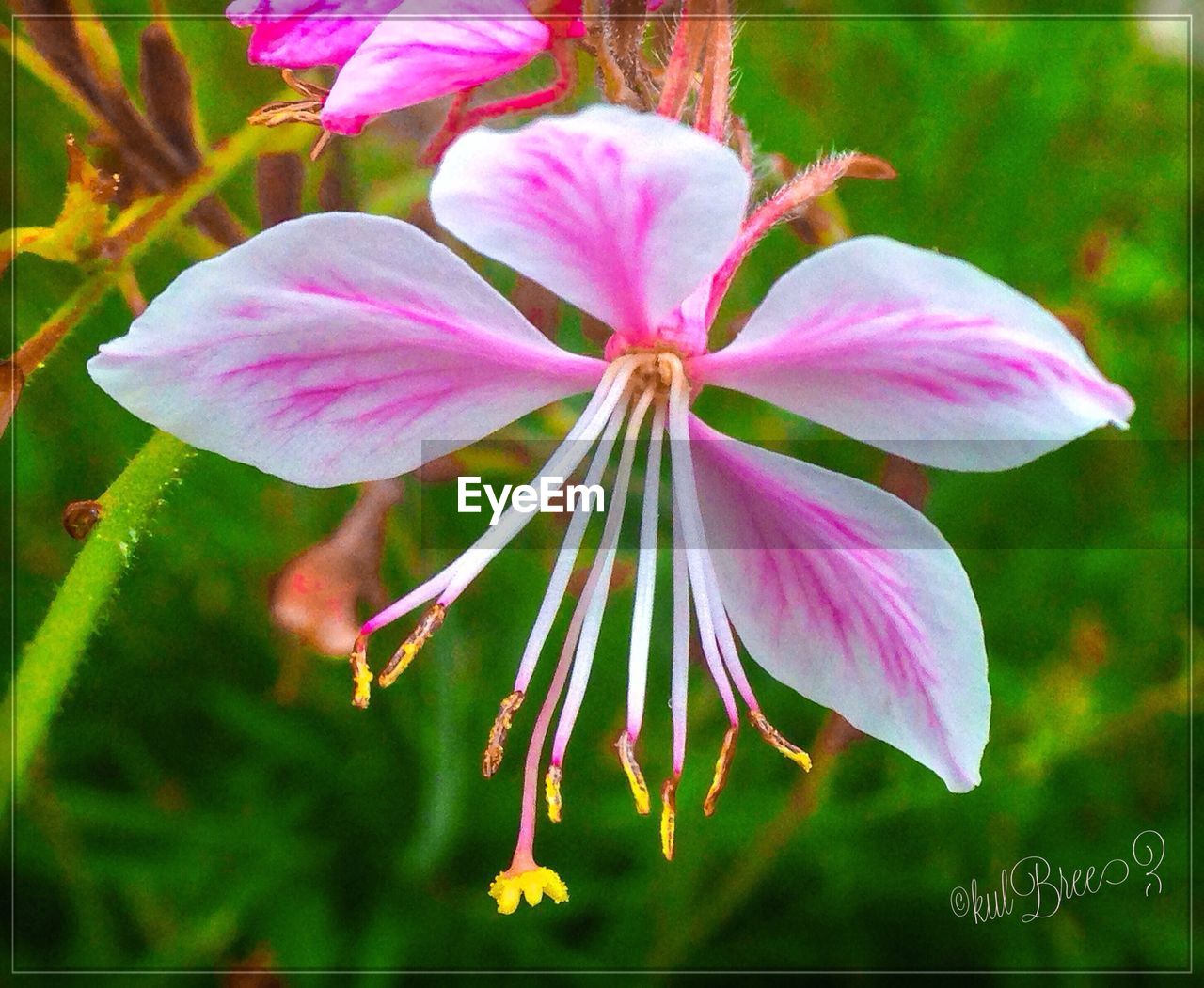 CLOSE-UP OF PINK FLOWER