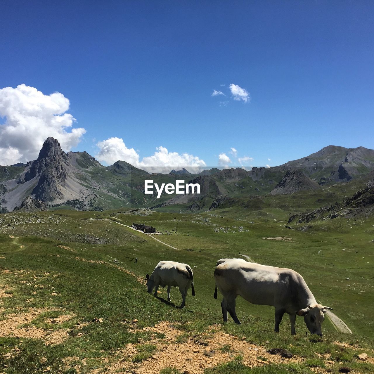 HORSES IN A FIELD AGAINST MOUNTAIN RANGE