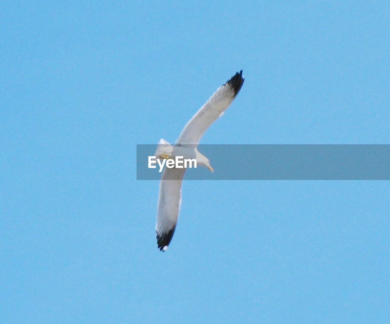 LOW ANGLE VIEW OF SEAGULL FLYING AGAINST BLUE SKY