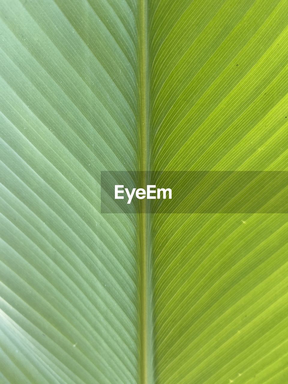 CLOSE-UP OF PALM TREE LEAVES