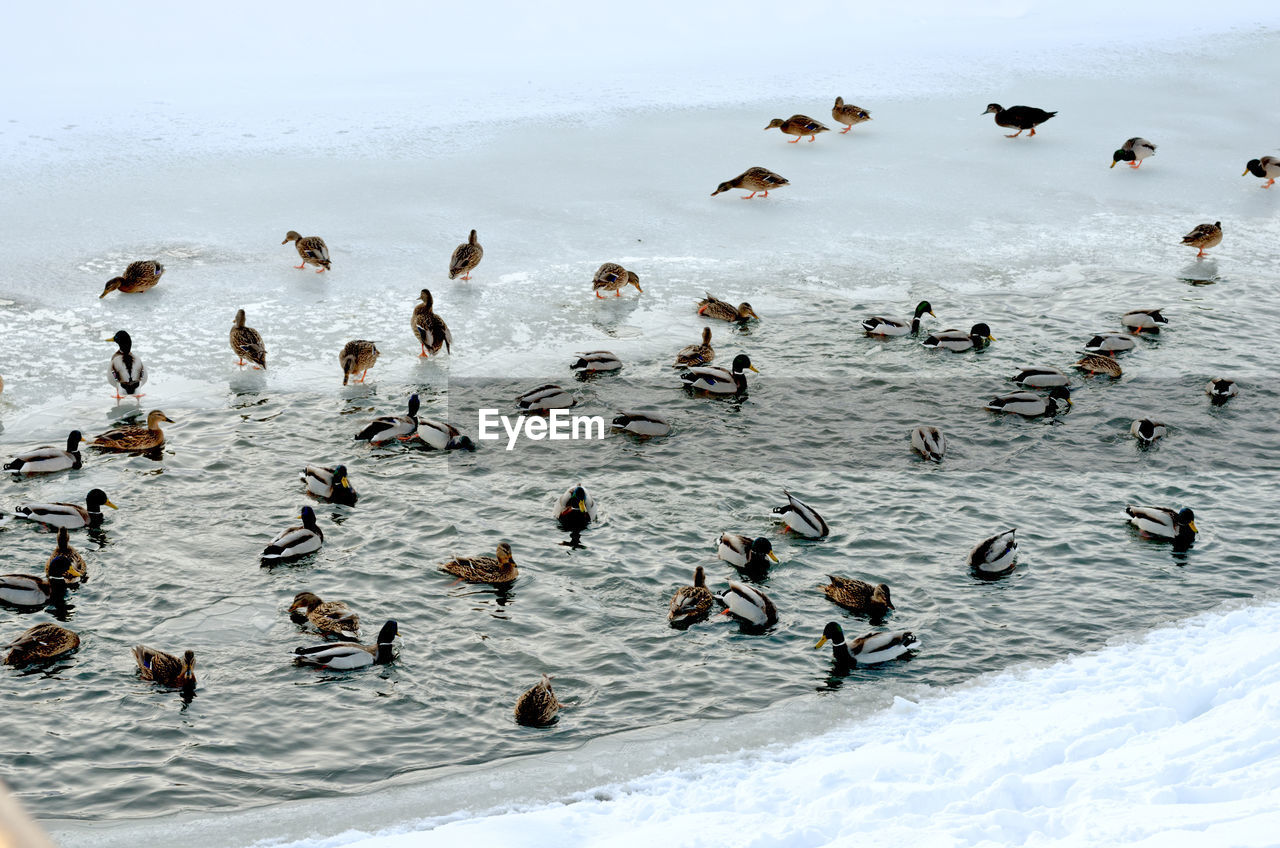 HIGH ANGLE VIEW OF BIRDS SWIMMING IN WATER DURING WINTER