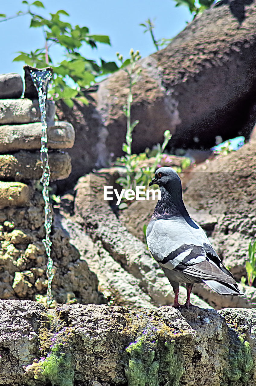 CLOSE-UP OF BIRD PERCHING ON RETAINING WALL