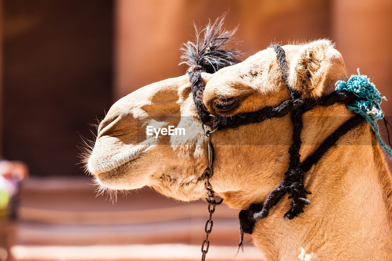 Close-up of camel during sunny day