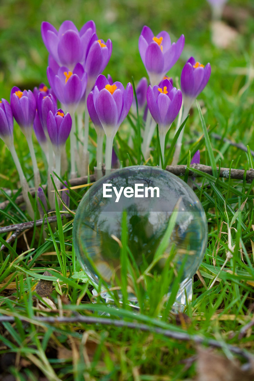 plant, flower, flowering plant, nature, beauty in nature, freshness, fragility, close-up, grass, purple, growth, no people, selective focus, outdoors, land, crocus, macro photography, field, day, springtime, green, iris, petal, flower head