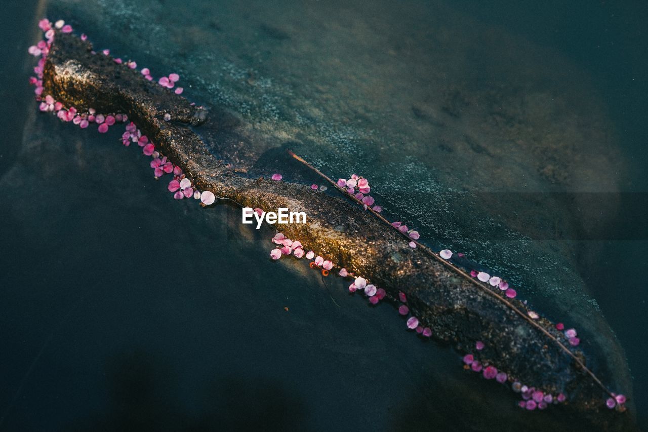 High angle view of flowers floating on lake