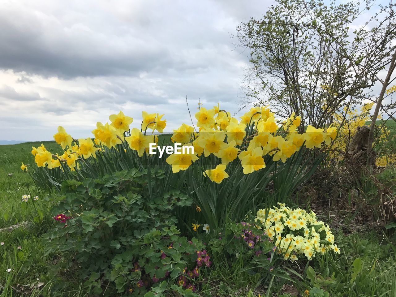 CLOSE-UP OF YELLOW FLOWERS GROWING IN FIELD