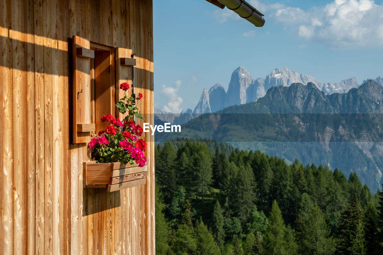 Geraniums on the windowsill of a hut with dolomite peaks in the background