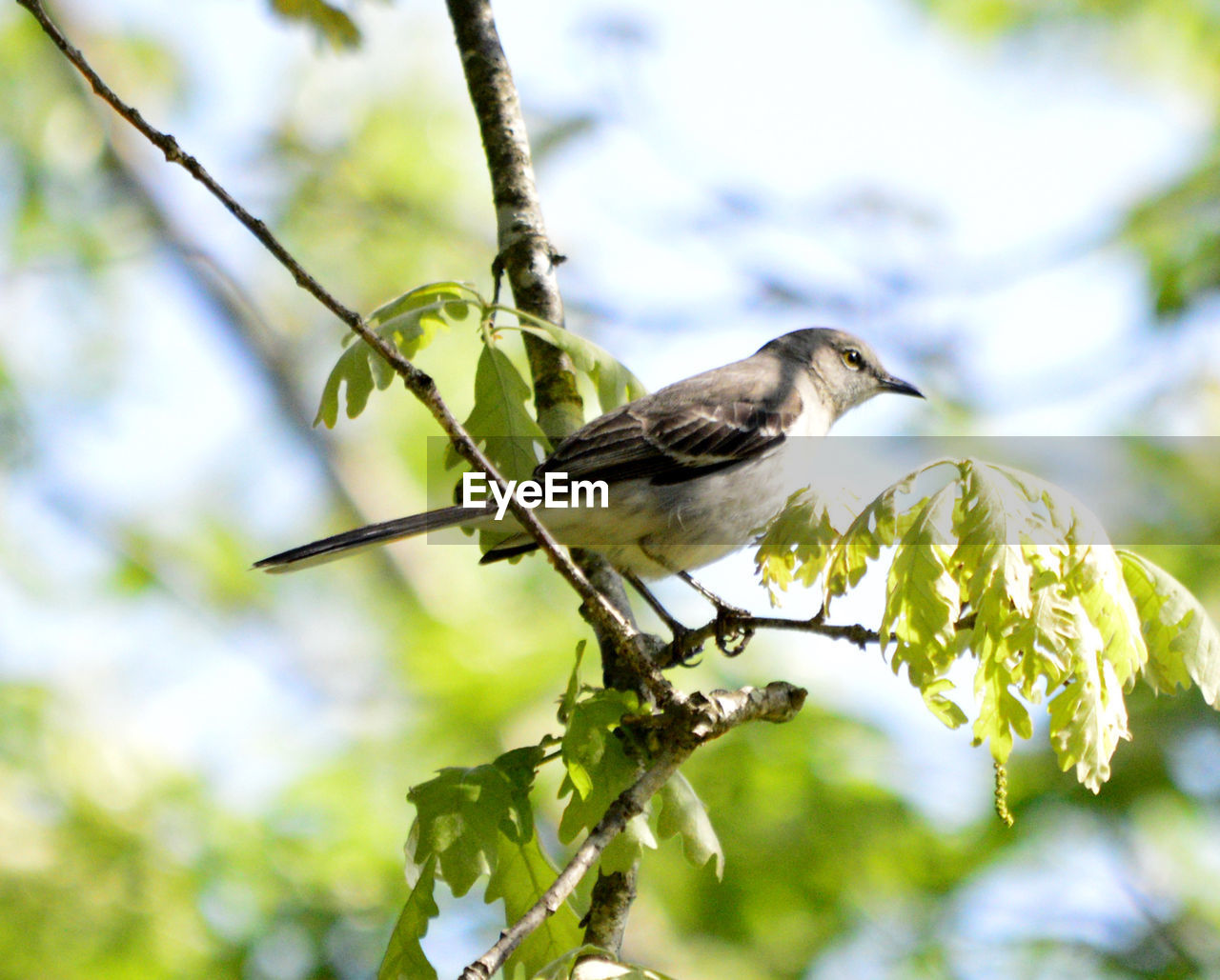 LOW ANGLE VIEW OF BIRD PERCHING ON A TREE