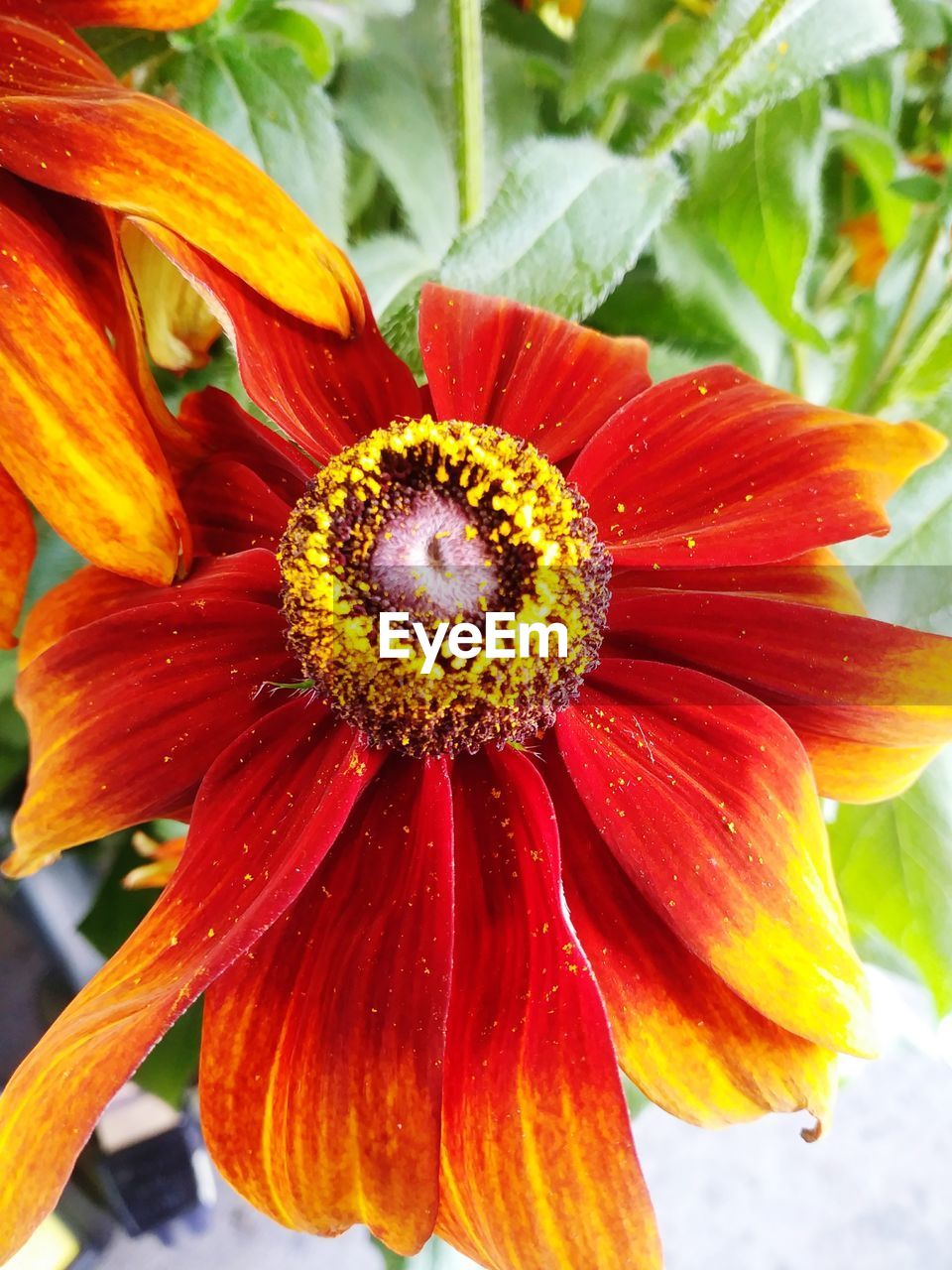 CLOSE-UP OF ORANGE HIBISCUS