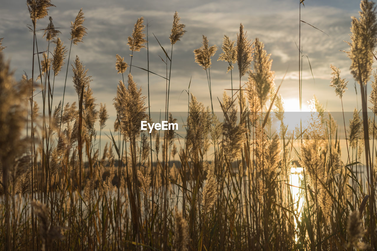 CLOSE-UP OF STALKS ON FIELD AGAINST SKY DURING SUNSET