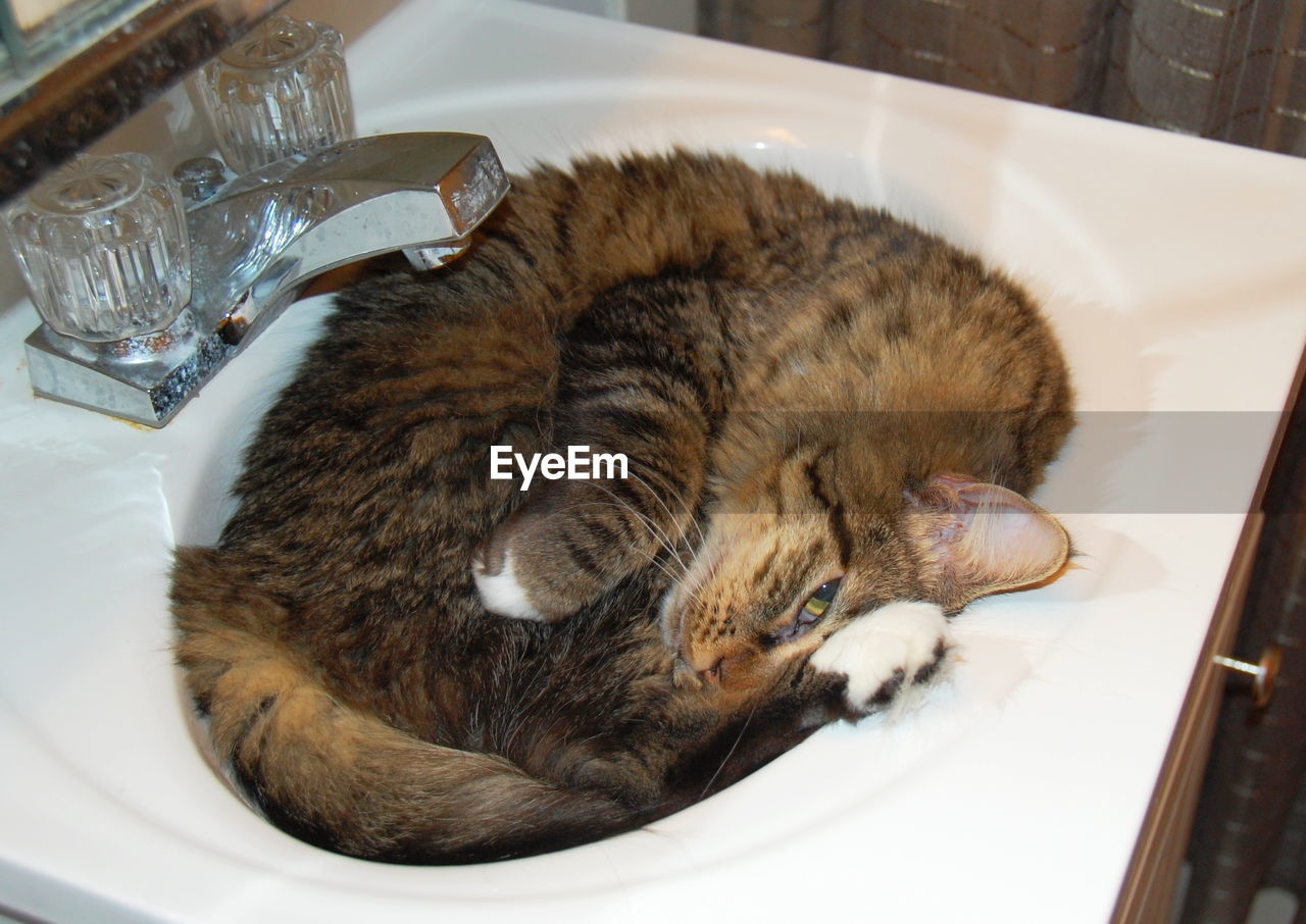 High angle view of cat relaxing in bathroom sink