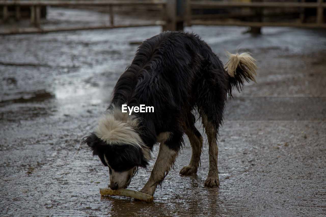 Black dog sniffing on wet road