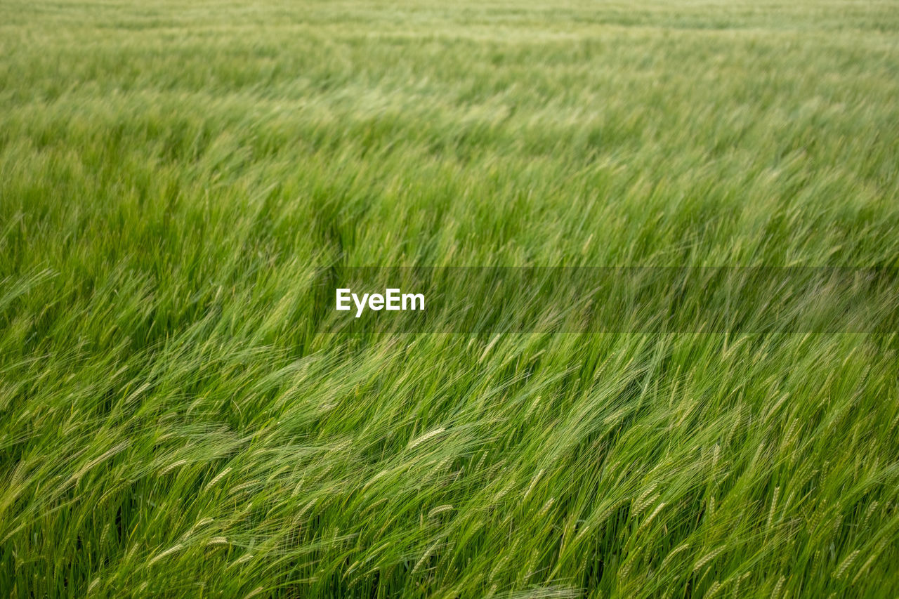 Background of wind blowing in a wheat field