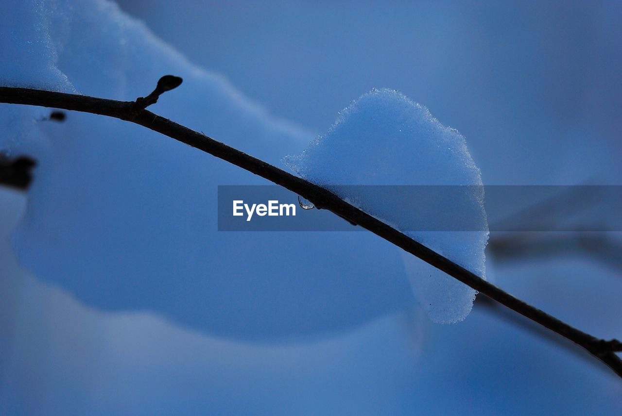 LOW ANGLE VIEW OF FROZEN PLANT AGAINST BLUE SKY