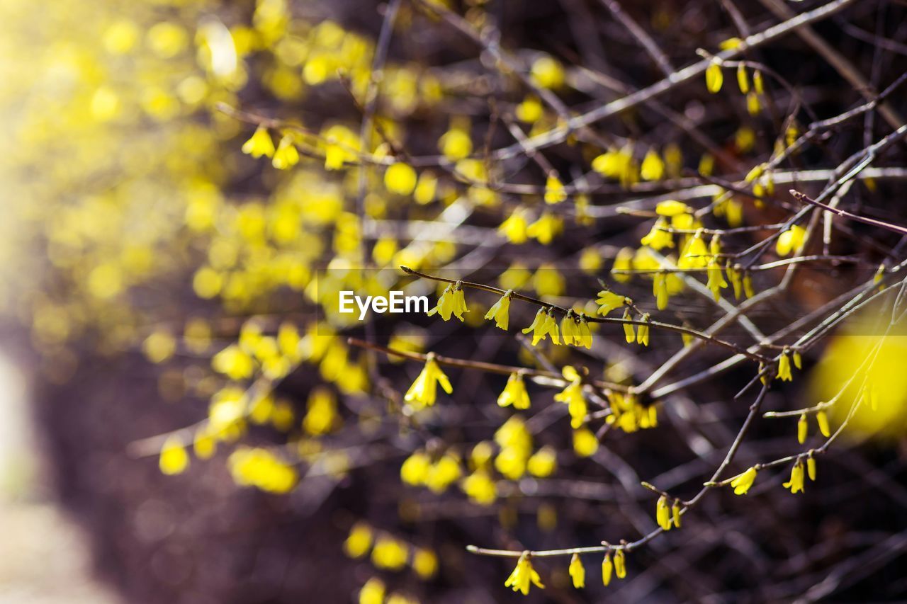 yellow, plant, branch, nature, sunlight, autumn, green, leaf, tree, macro photography, flower, beauty in nature, close-up, no people, selective focus, outdoors, environment, land, freshness, growth, day, plant part, fragility, focus on foreground, landscape, food and drink, food, flowering plant, forest, tranquility, backgrounds, fruit, social issues, springtime