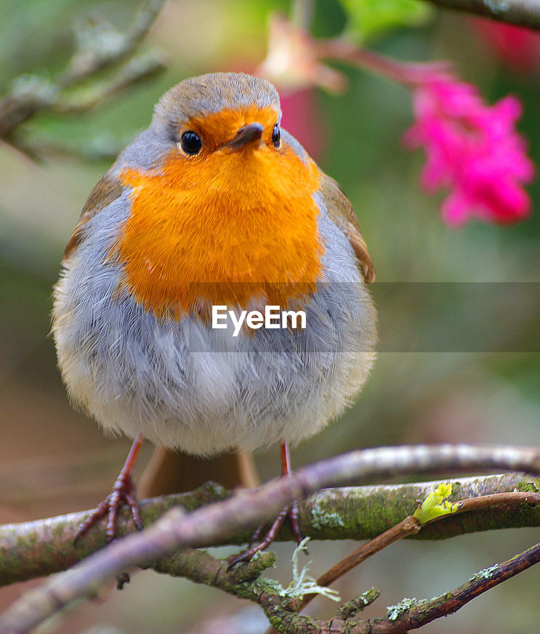 Close-up of bird perching on branch