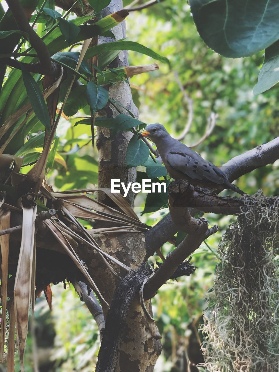 BIRD PERCHING ON TREE