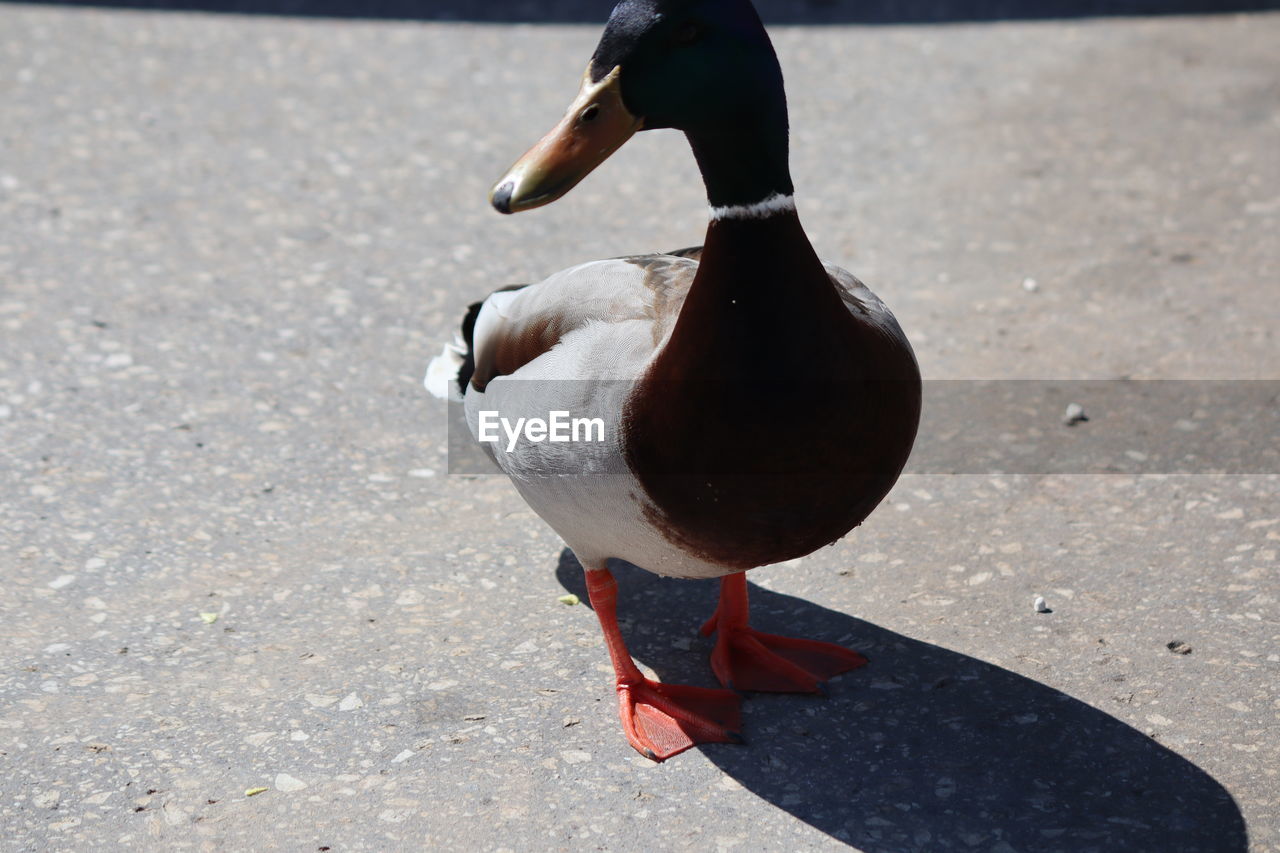 CLOSE-UP OF DUCK