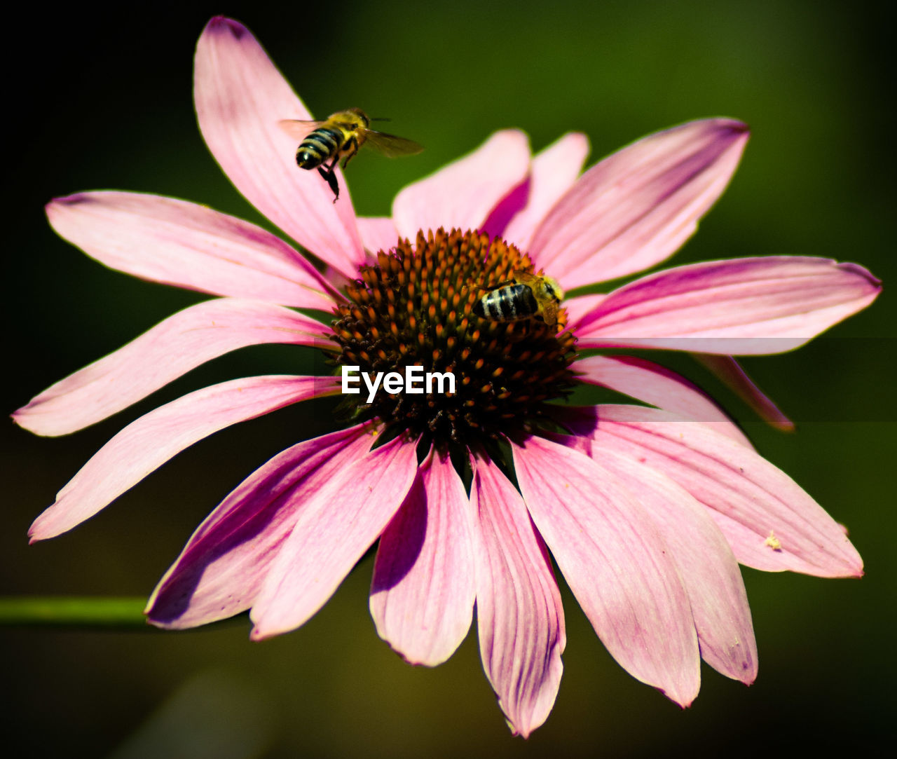 CLOSE-UP OF INSECT POLLINATING ON PURPLE FLOWER