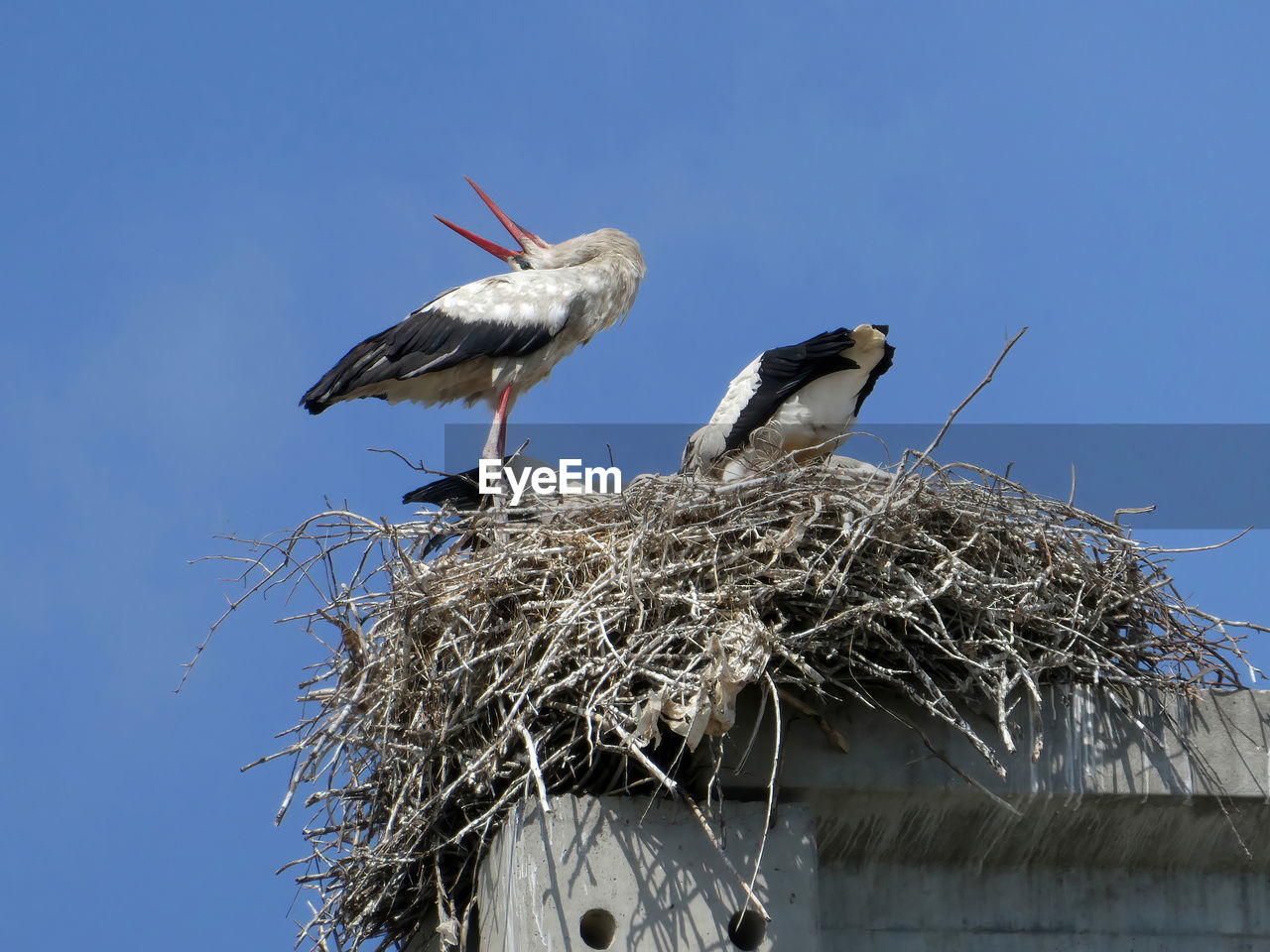 Stork family in the nest built on a concrete pole, one stork with open beak