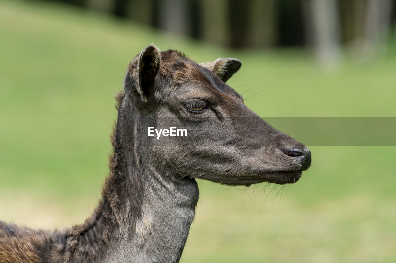 Close-up of a horse looking away