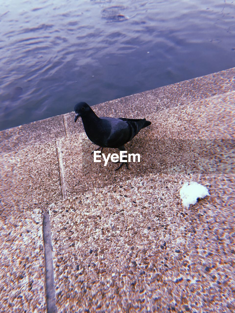 HIGH ANGLE VIEW OF BIRD PERCHING ON A WALL