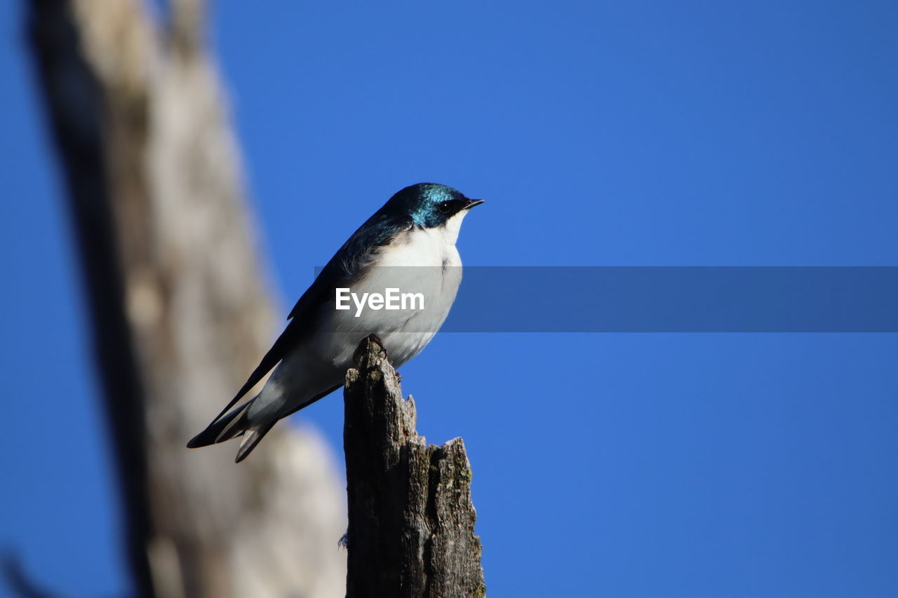 Low angle view of a tree swallow bird perching on wooden post