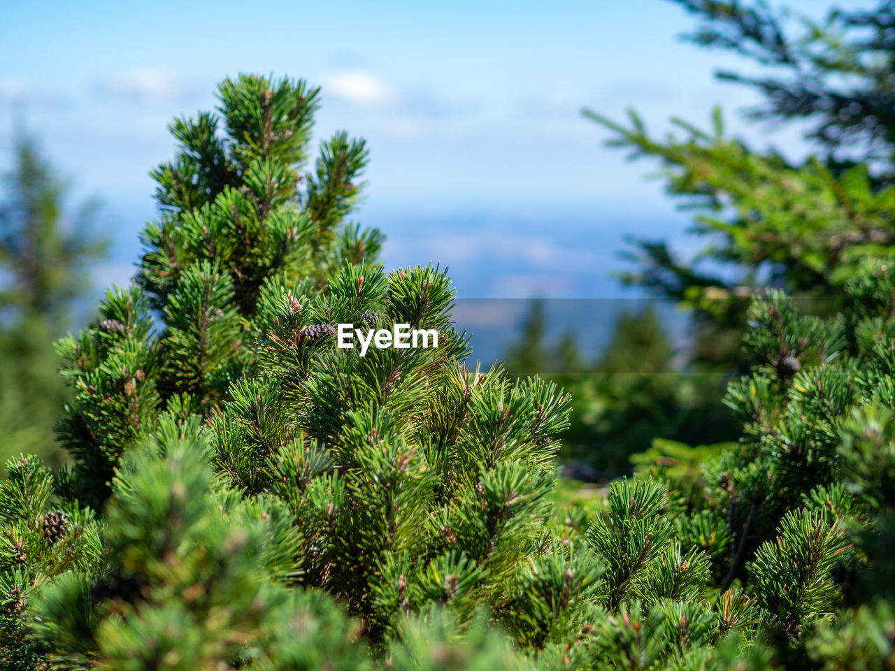 CLOSE-UP OF PINE TREE BRANCH