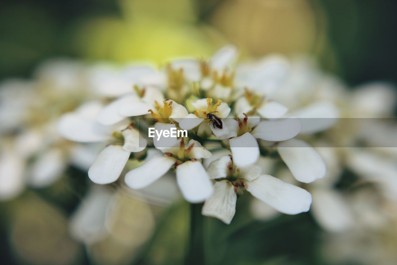 CLOSE-UP OF WHITE FLOWERS